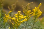 Showy Goldenrod/Solidago spectabilis