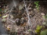 Spotted Towhees ( adult and&nbsp;young)