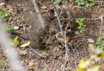 Spotted Towhees ( adult and&nbsp;young)