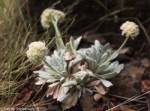 Tehachapi Buckwheat/Eriogonum callistum (very&nbsp;rare)