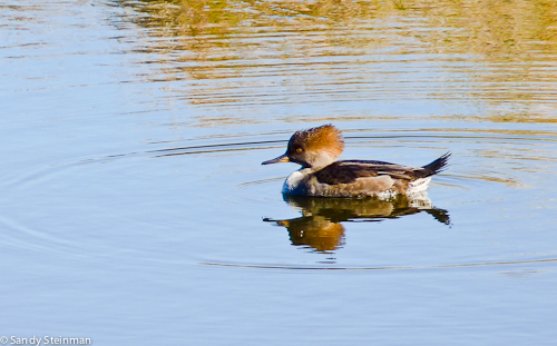 Hooded Merganser (female)