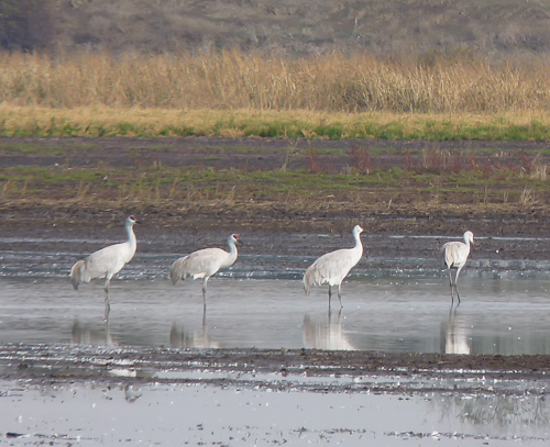 Sandhill Cranes