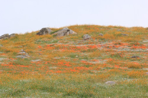 Photo by Spencer Westbrook