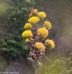 Shaw Agave/Agave Shawii (rare and&nbsp;endangered)