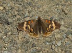 Buckeye Butterfly