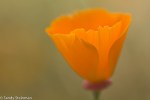 California Poppy /Eschscholzia&nbsp;californica