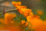 California Poppy/Eschscholzia californica