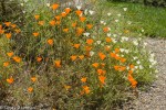 California Poppy/Eschscholzia californica