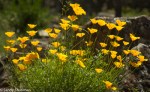 California Poppy/Eschscholzia californica