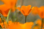 California Poppy/Eschscholzia californica