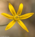 Jolon Brodiaea/Brodiaea Jolonensis