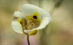 Mariposa Lily/Calochortus sp.