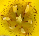 Mariposa Tulip/Calochortus luteus