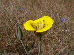 Mariposa Tulip/Calochortus luteus