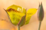 Mariposa Tulip/Calochortus luteus