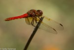 Meadowhawk Dragonfly