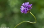 Twining Brodeia/Dichelostemma volubile