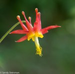 Western Columbine/Aquilegia formosa