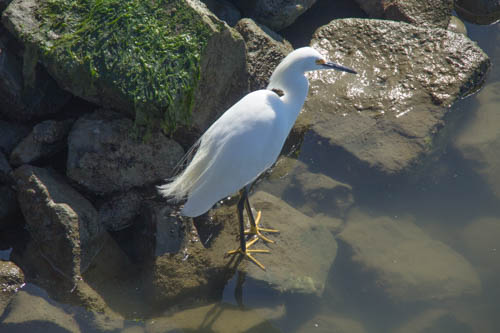 Snowy Egret