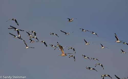 Willets and Marbled Godwits