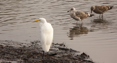 Great Egret and Gulls