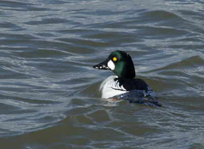 Common Goldeneye