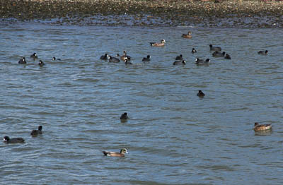Coots and American Wigeon