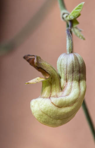 California Pipevine/Aristolochia californica