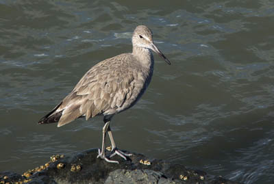 Willet