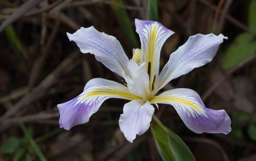 Douglas Iris/Iris douglasiana
