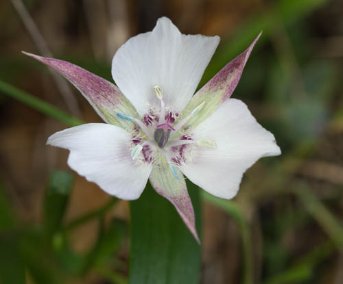 Oakland Star Tulip/Calochortus umbellatus