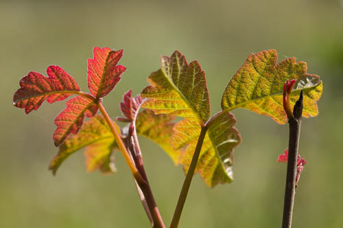 Poison Oak/Toxicodendron diversilobum