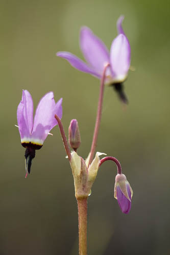 Shooting Star/Primula hendersonii