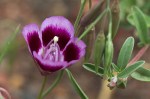 Clarkia sp.