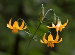 Columbia Lily/Lilium colummbianum