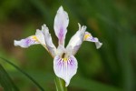 Iris sp.