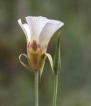 Vesta’s Mariposa/Calochortus vestae