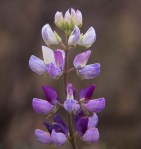 Lupinus sp.
