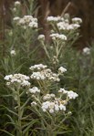 Pearly Everlasting/Anaphalis margaritacea
