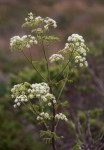 Poison Hemlock/Conium maculatum