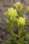 Wight’s paintbrush /Castilleja&nbsp;wightii