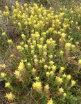Wight’s_paintbrush__Castilleja_wightii1