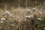 Yarrow/ Achillea millefolium