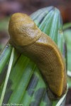 Banana Slug