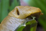 Banana Slug