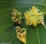 California Bay Laurel/Umbellularia californica