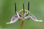 Fetid Adder’s Tongue or Slinkpod/ Scoliopus&nbsp;bigelovii