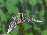 Fetid Adder’s Tongue or Slinkpod/ Scoliopus&nbsp;bigelovii