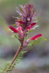 Indian Warrior/Pedicularis densiflora