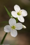 Milkmaids/Cardamine californica